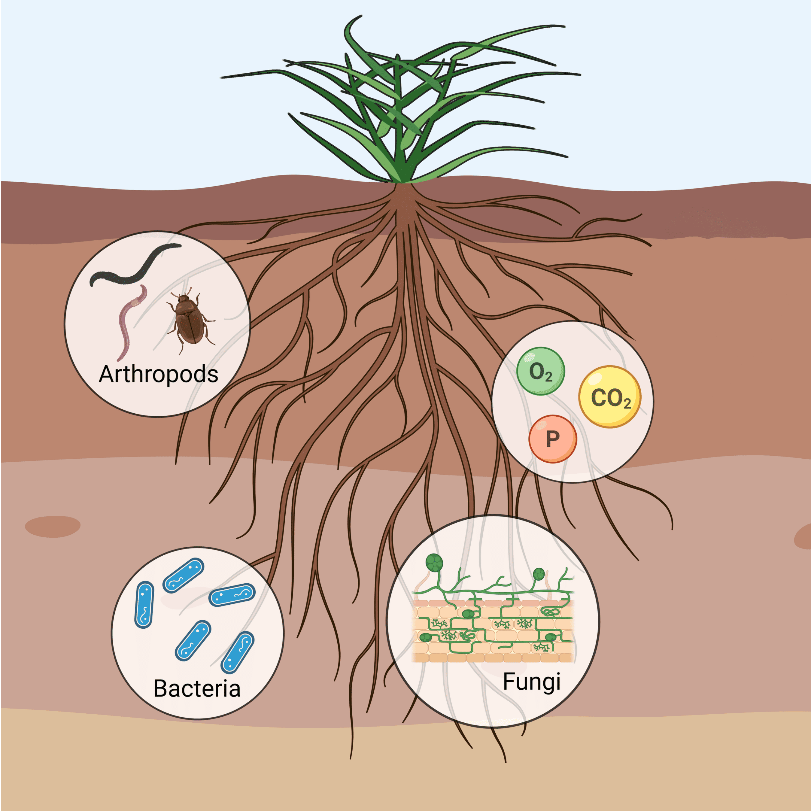 Rhizospheric Solutions